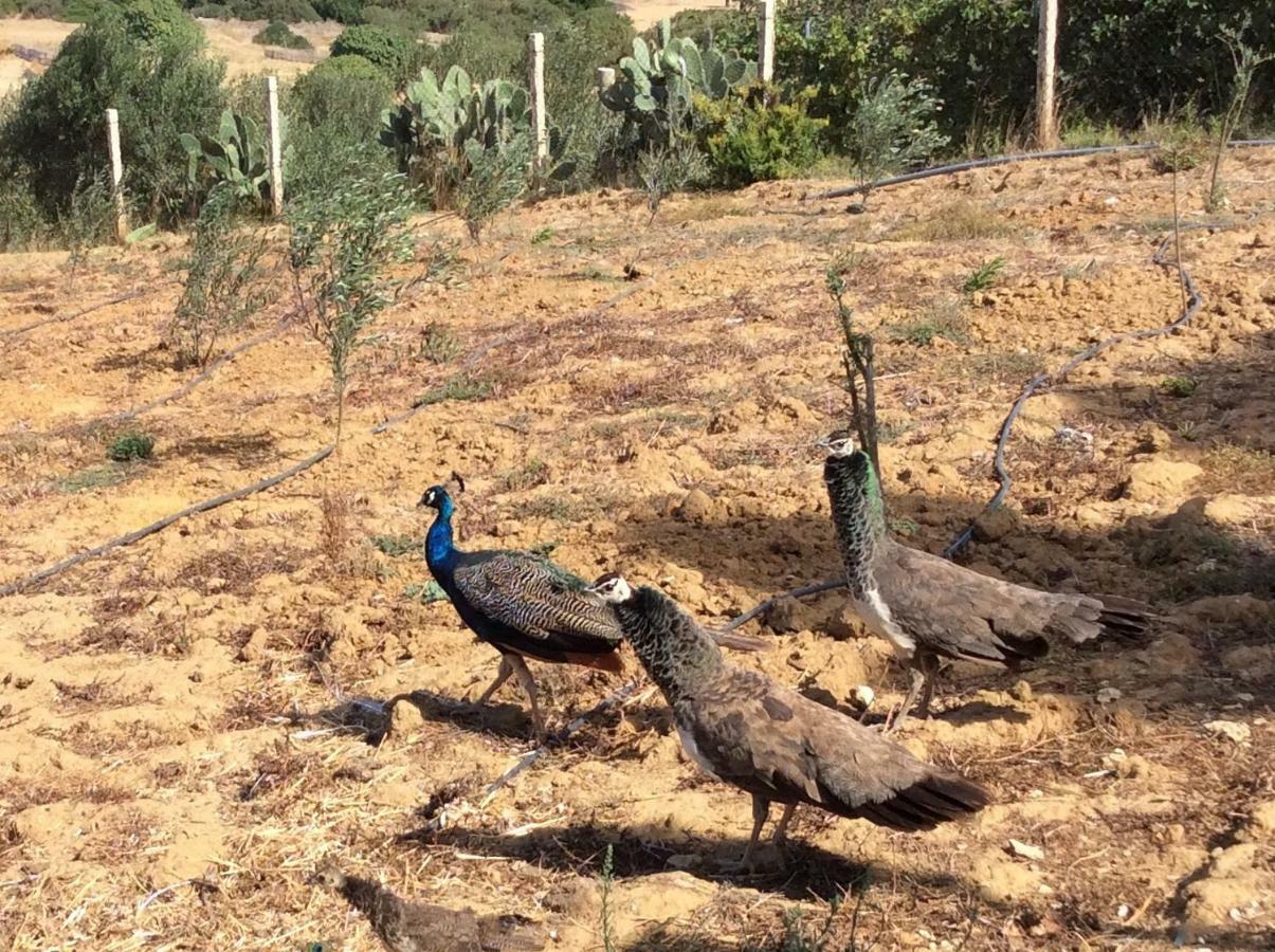 La Casa De Las Higueras Dar Karmus Tétouan Exteriör bild